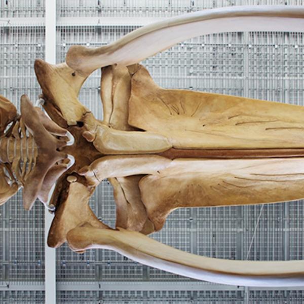 Whale skeleton 