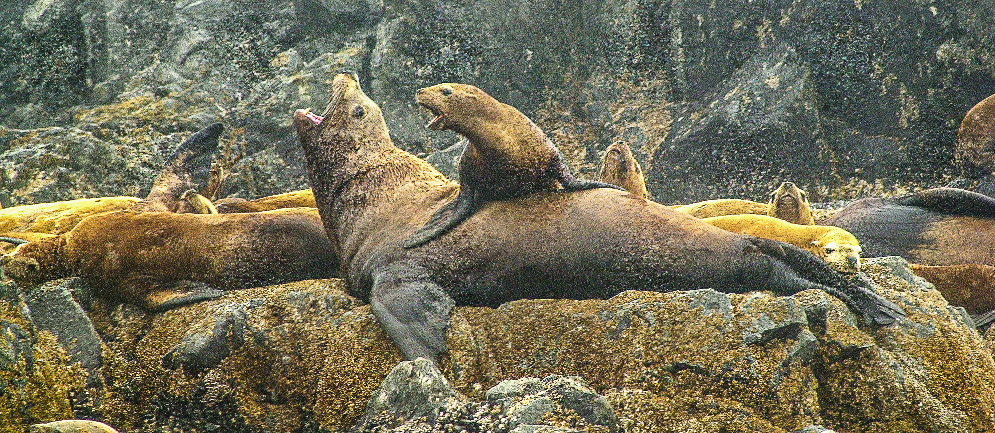 Help UBC's Marine Mammal Research Unit learn more about sea lions and other marine mammals