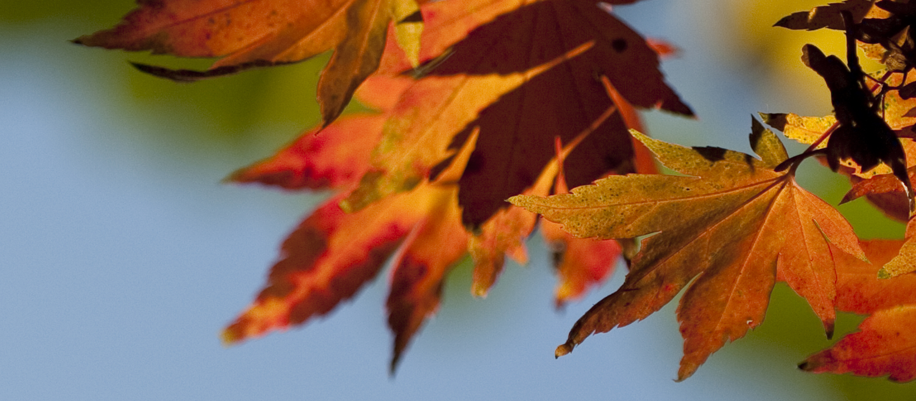 Support the UBC Botanical Garden and Centre for Plant Research