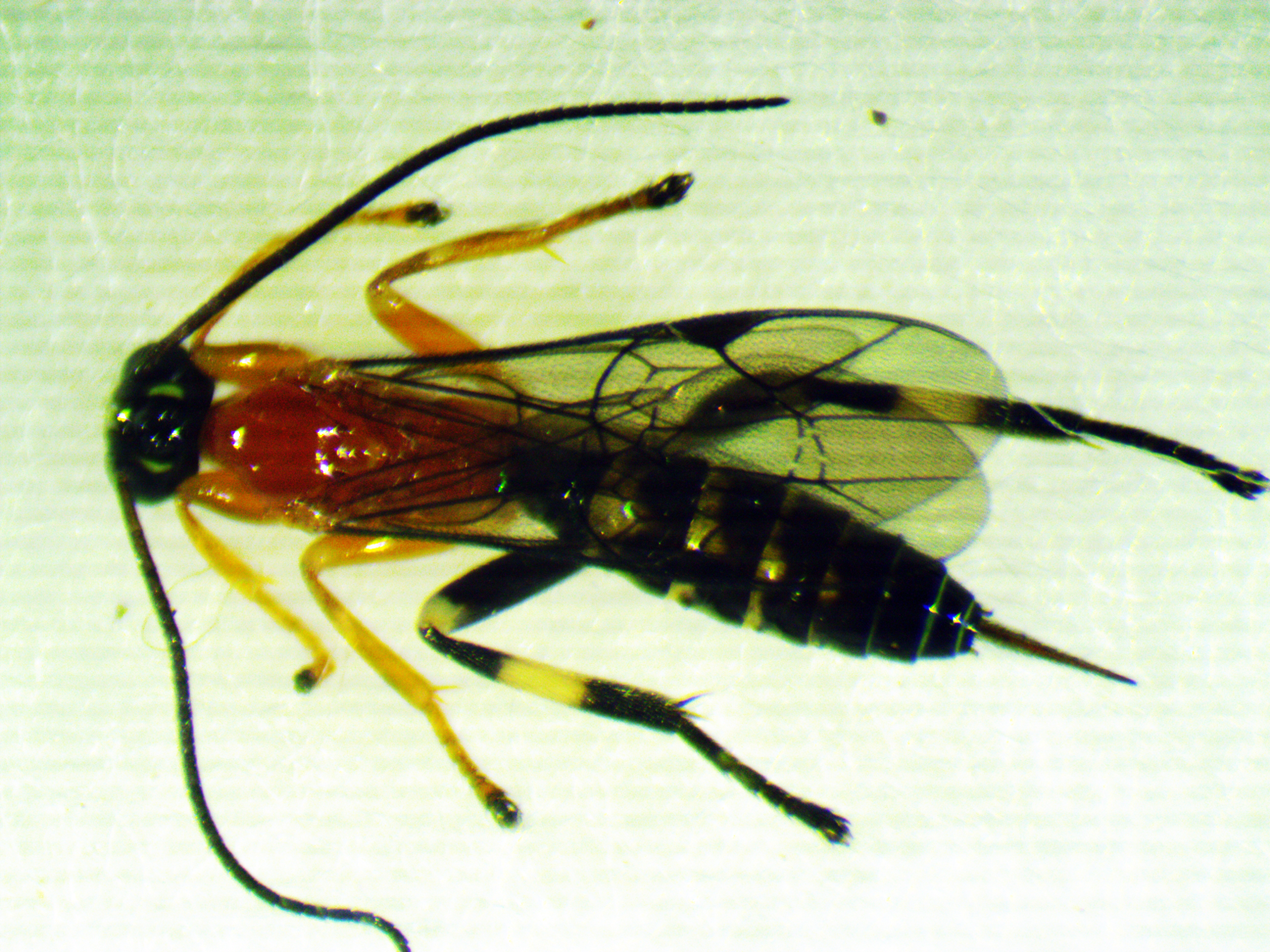 Zombie spider builds a stronger web for the parasitic wasp that's sucking  its blood 