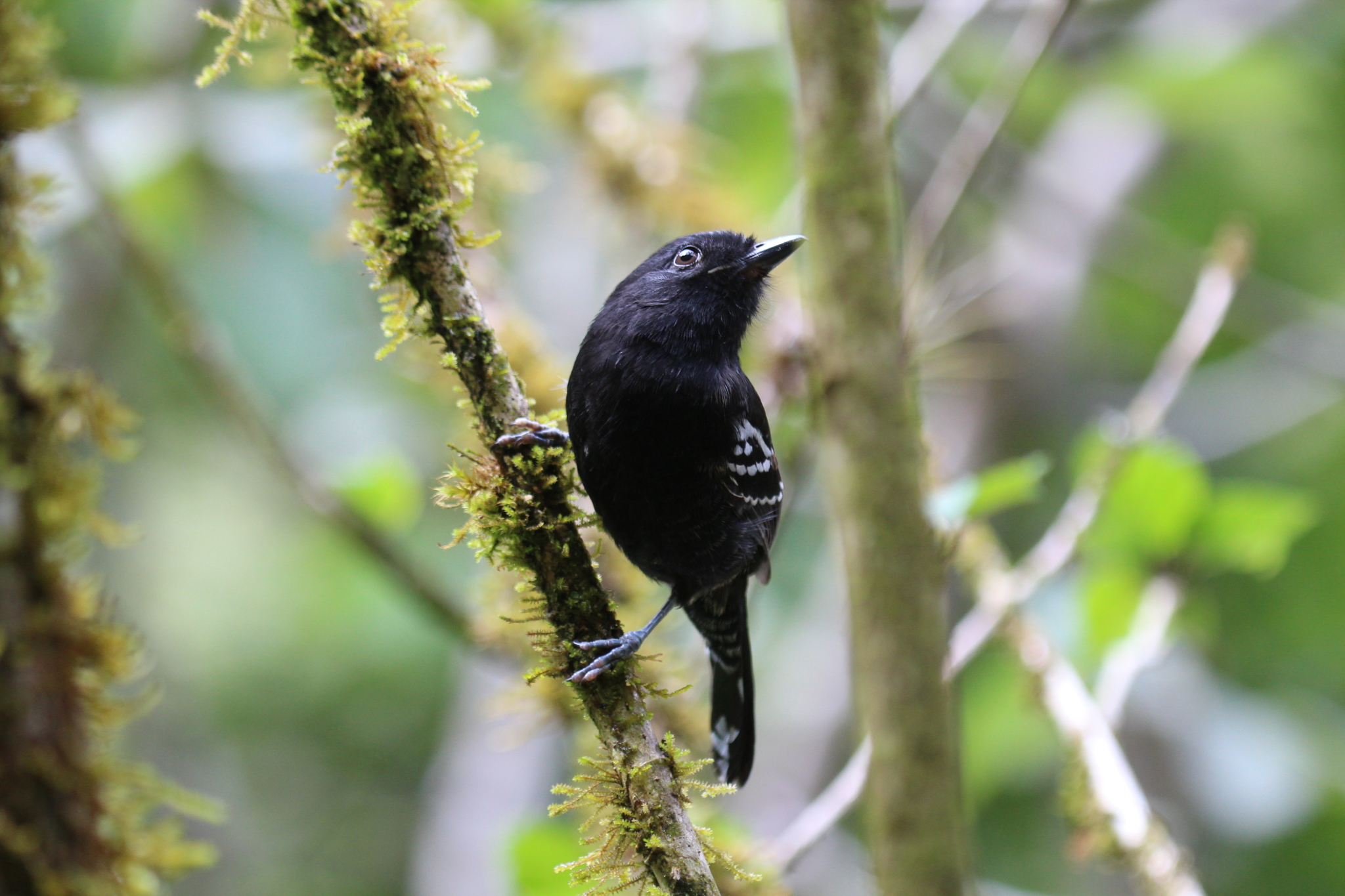 Mountain birds are on an escalator to extinction: UBC, Cornell research ...