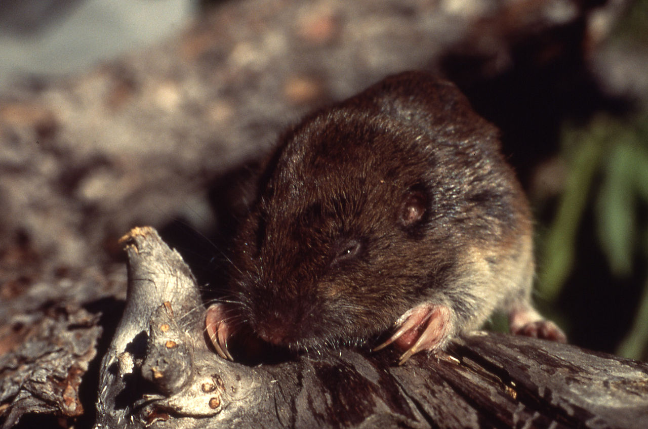 Global Warming Pushing Alpine Species Higher And Higher | UBC Science ...