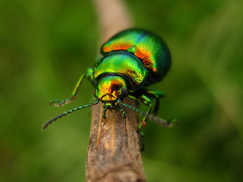 Warming climate shrinks B.C. beetles | UBC Science - Faculty of Science ...