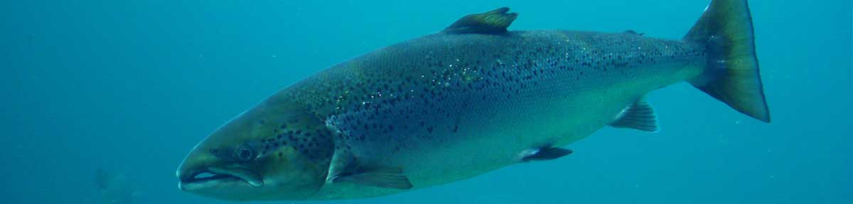 Atlantic salmon show capacity to adapt to warmer waters | UBC Science ...