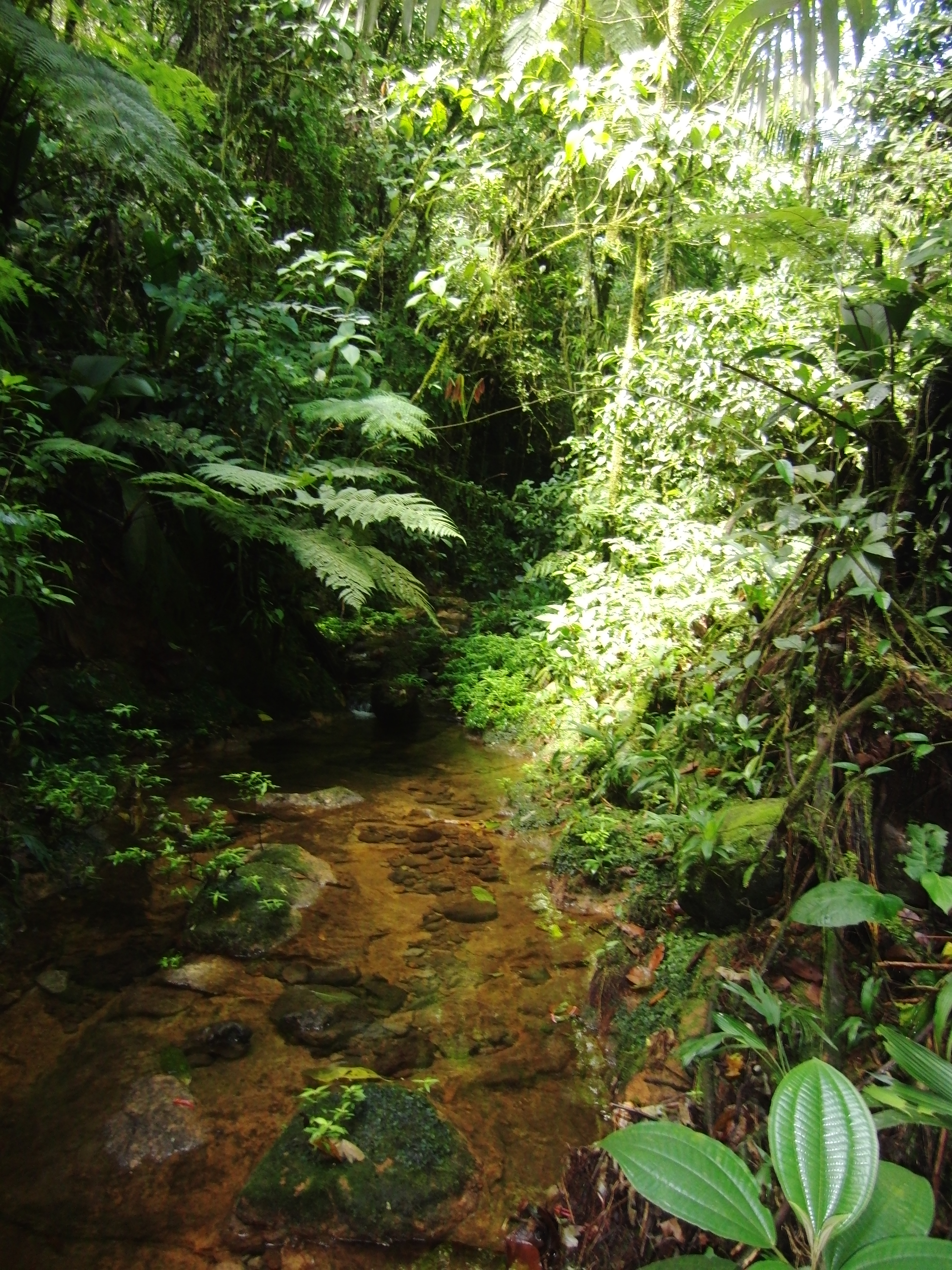 Mega experiment shows species interact more towards tropics and ...