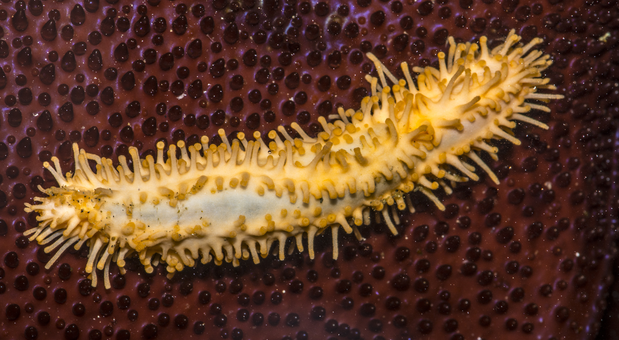 How The Popularity Of Sea Cucumbers Is Threatening Coastal Communities