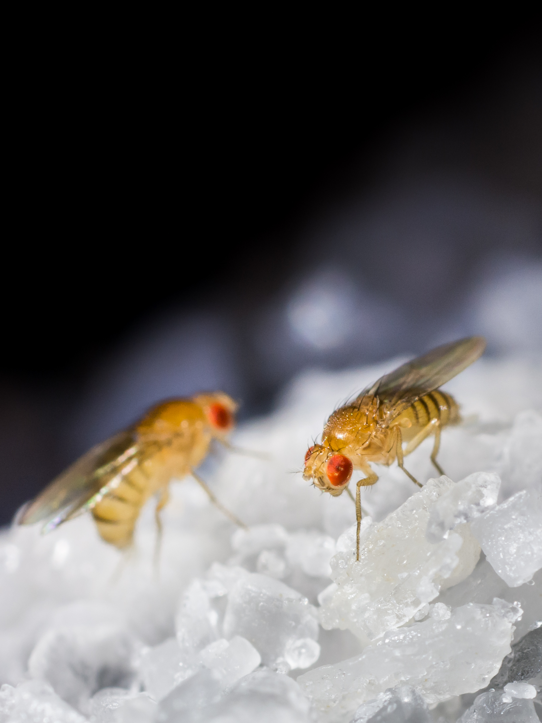 Tiny fruit flies use cold hard logic to select mates UBC Science