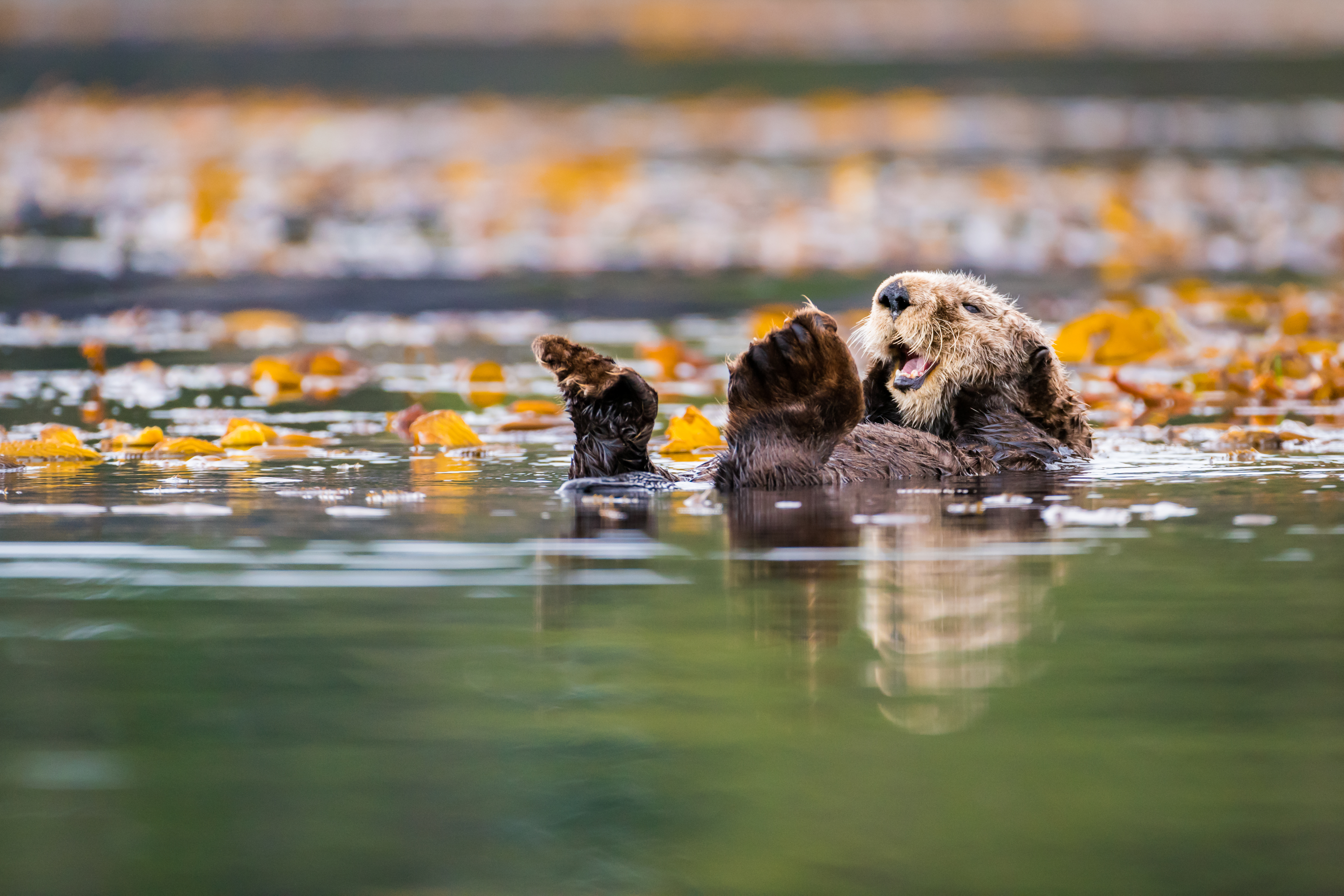 Recovery of sea otter populations yields more benefits than costs | UBC