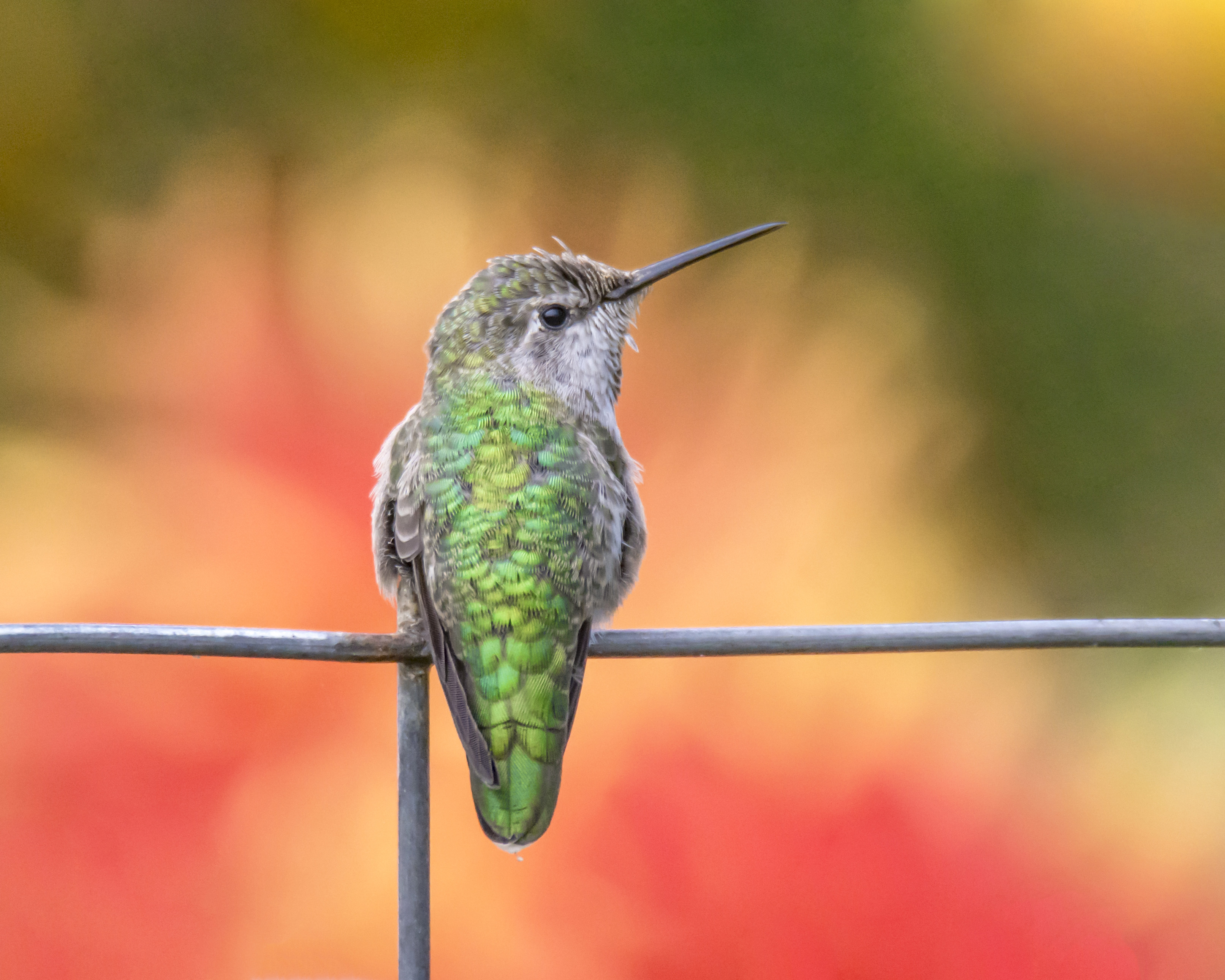 colorful hummingbird